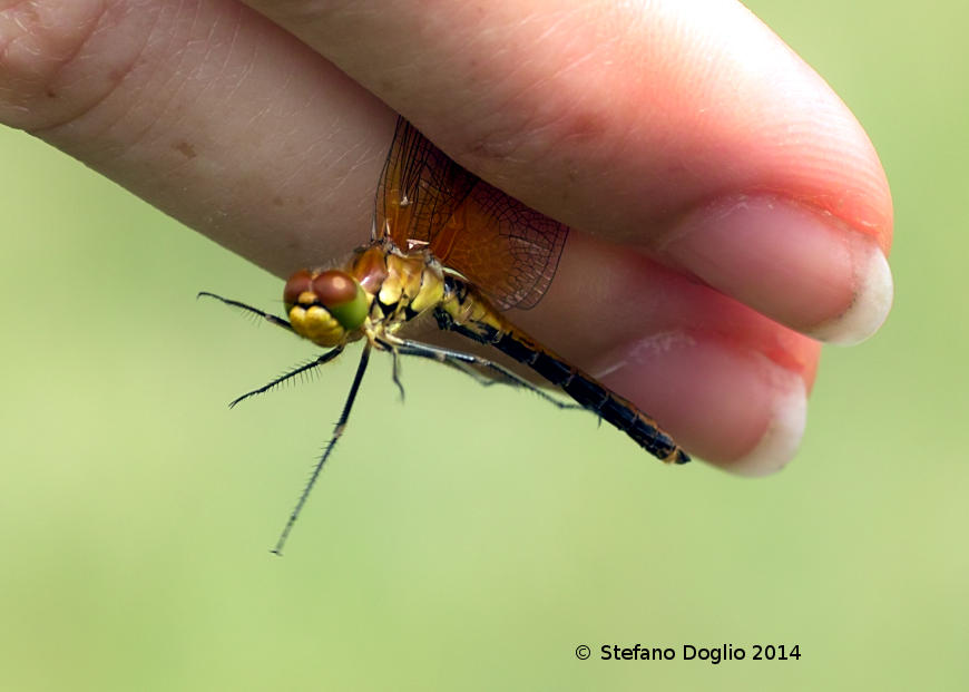 Sympetrum sp.